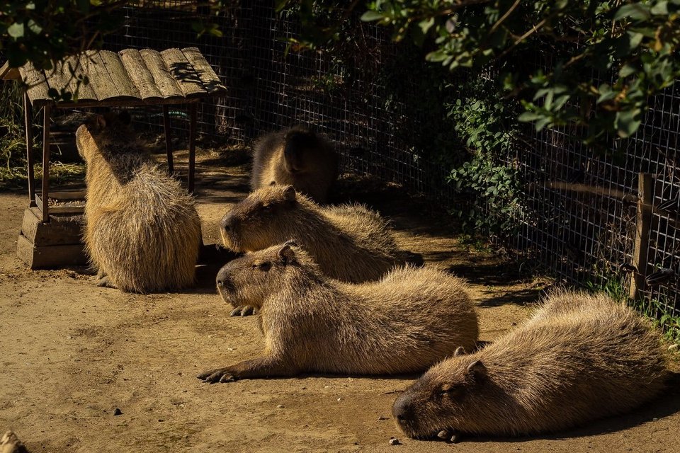 Afbeelding bij Capybara