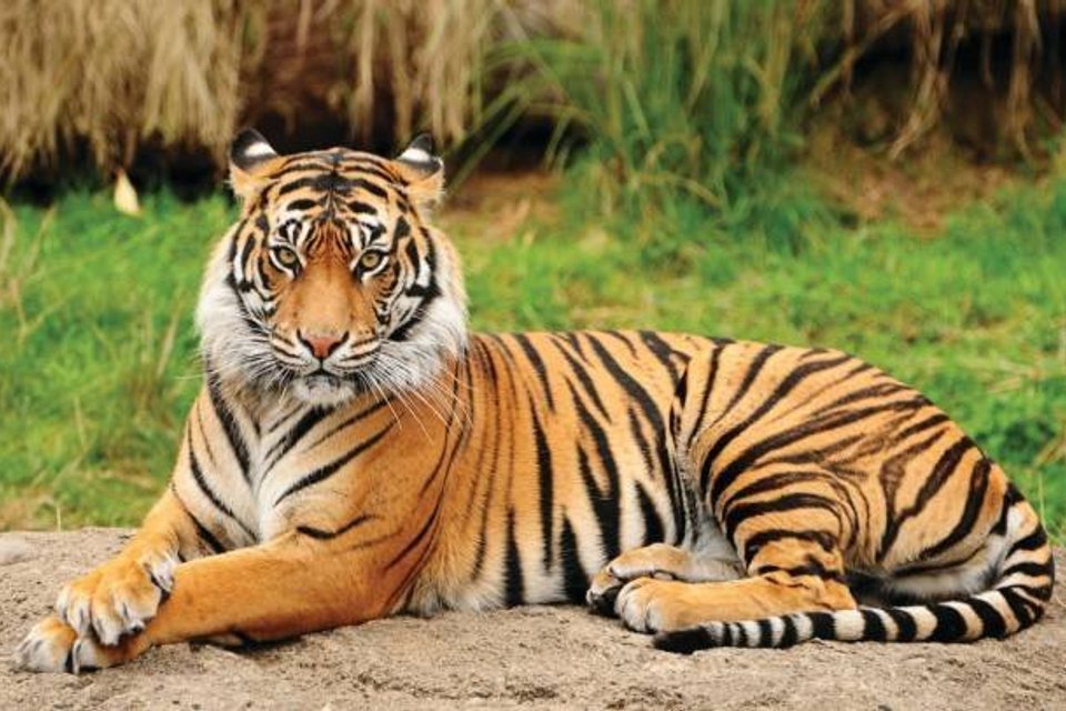 Afbeelding bij Tijger