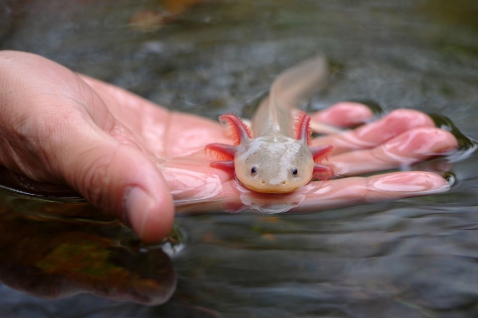 Afbeelding bij Axolotl