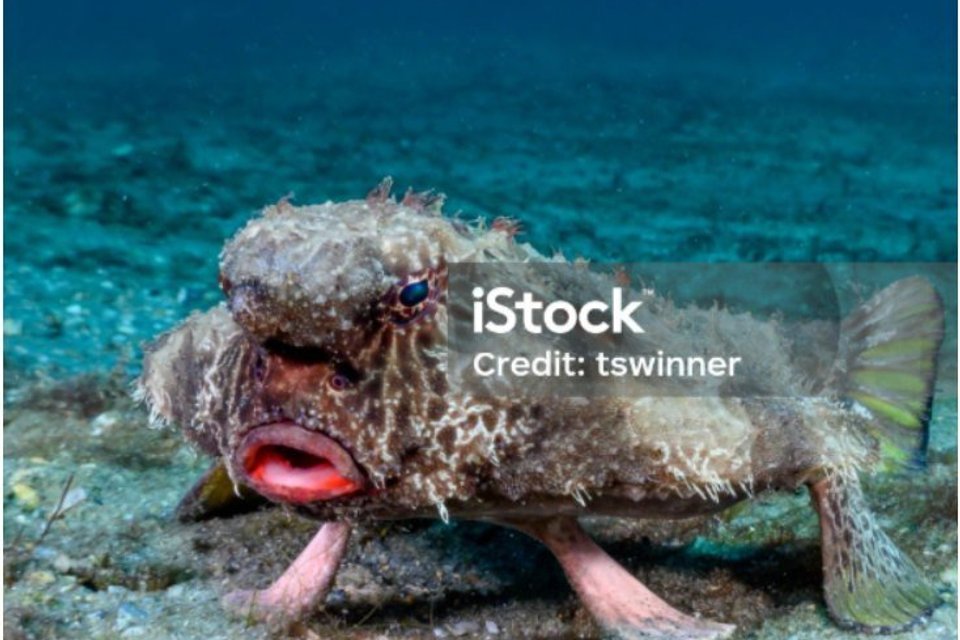 Afbeelding bij Ogcocephalus Darwini