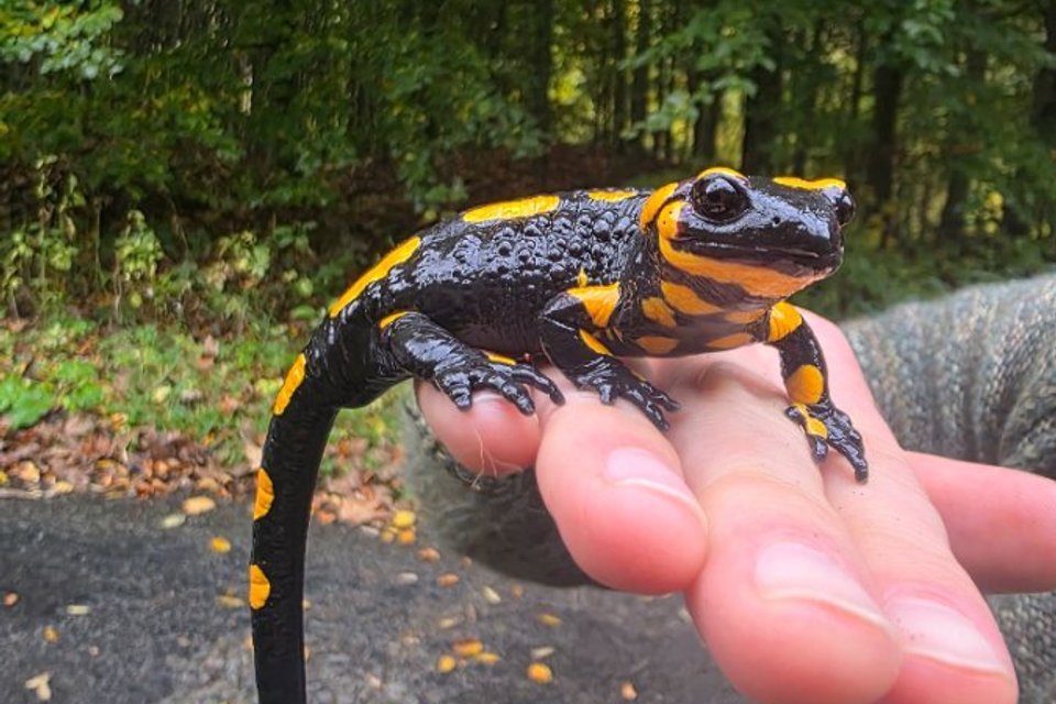Afbeelding bij Vuursalamander
