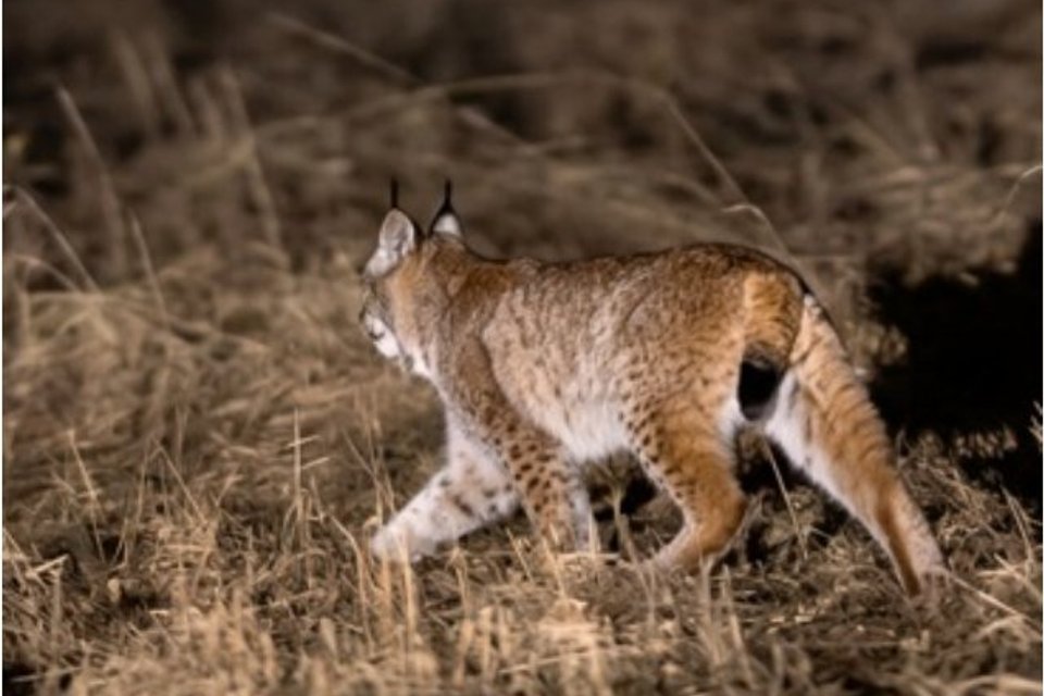 Afbeelding bij Lynx