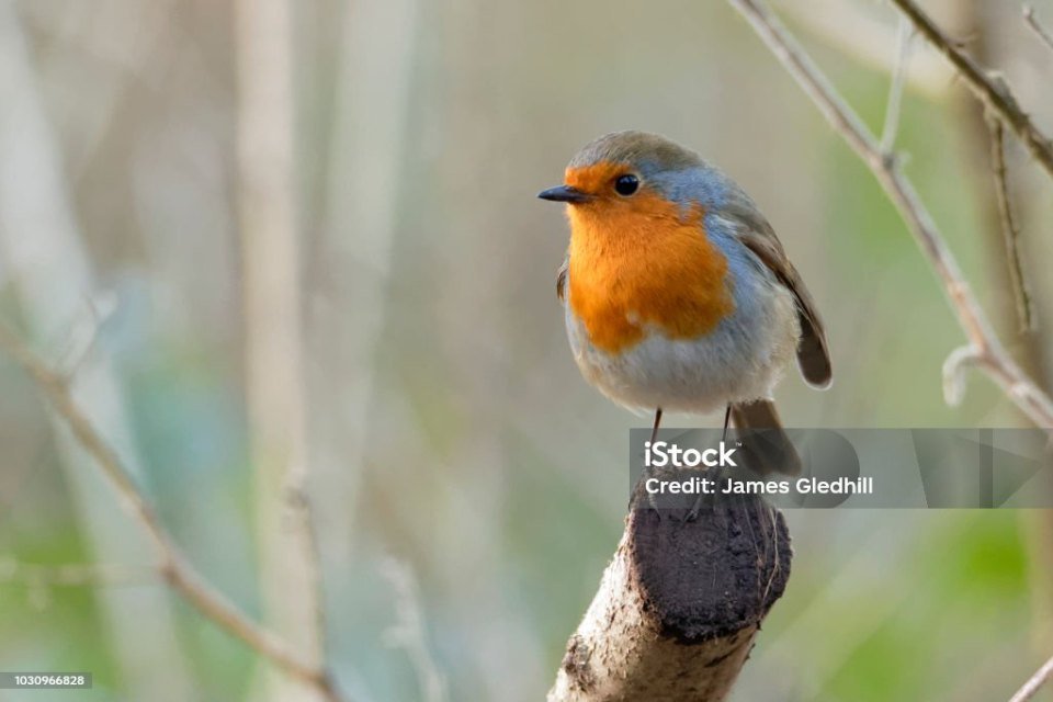 Foto bij Roodborstje