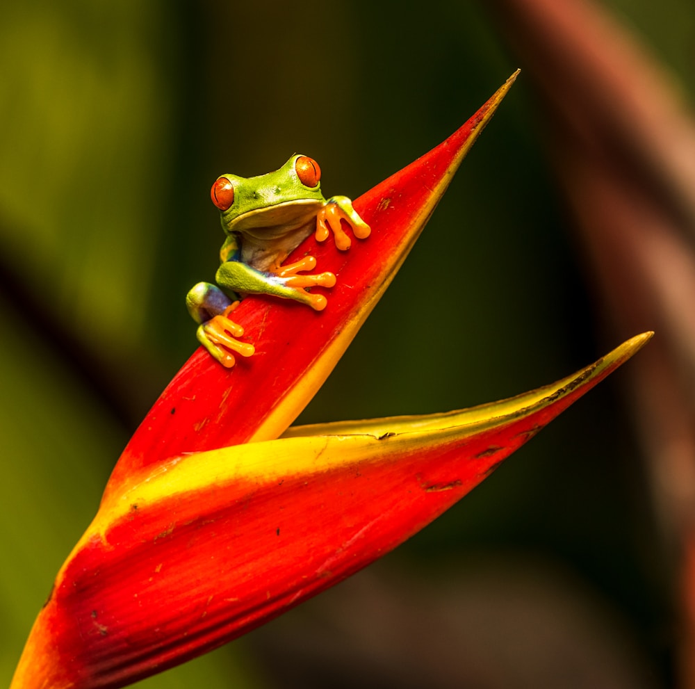 Een groene boomkikker op een rode bloem