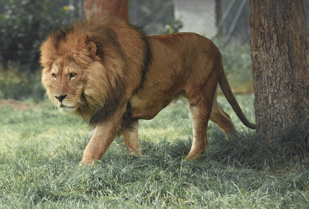 Een leeuw met een grote bos manen