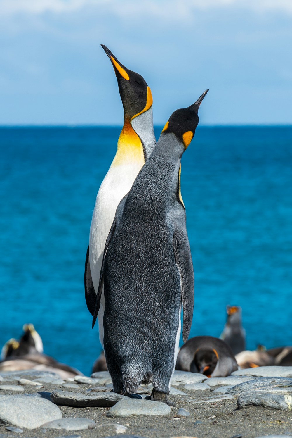 Twee pinguïns bij de zee