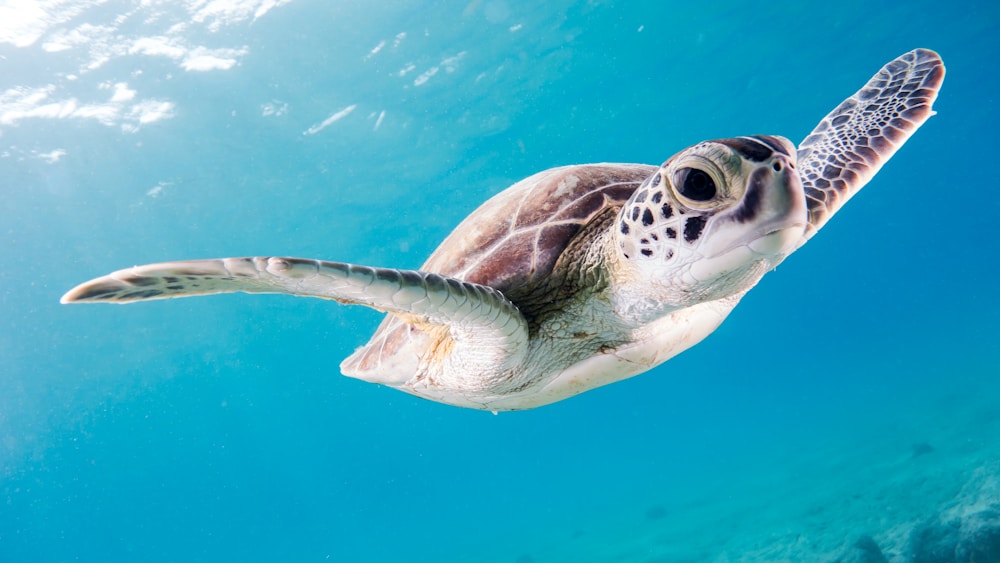 Een zeeschildpad in helderblauw water